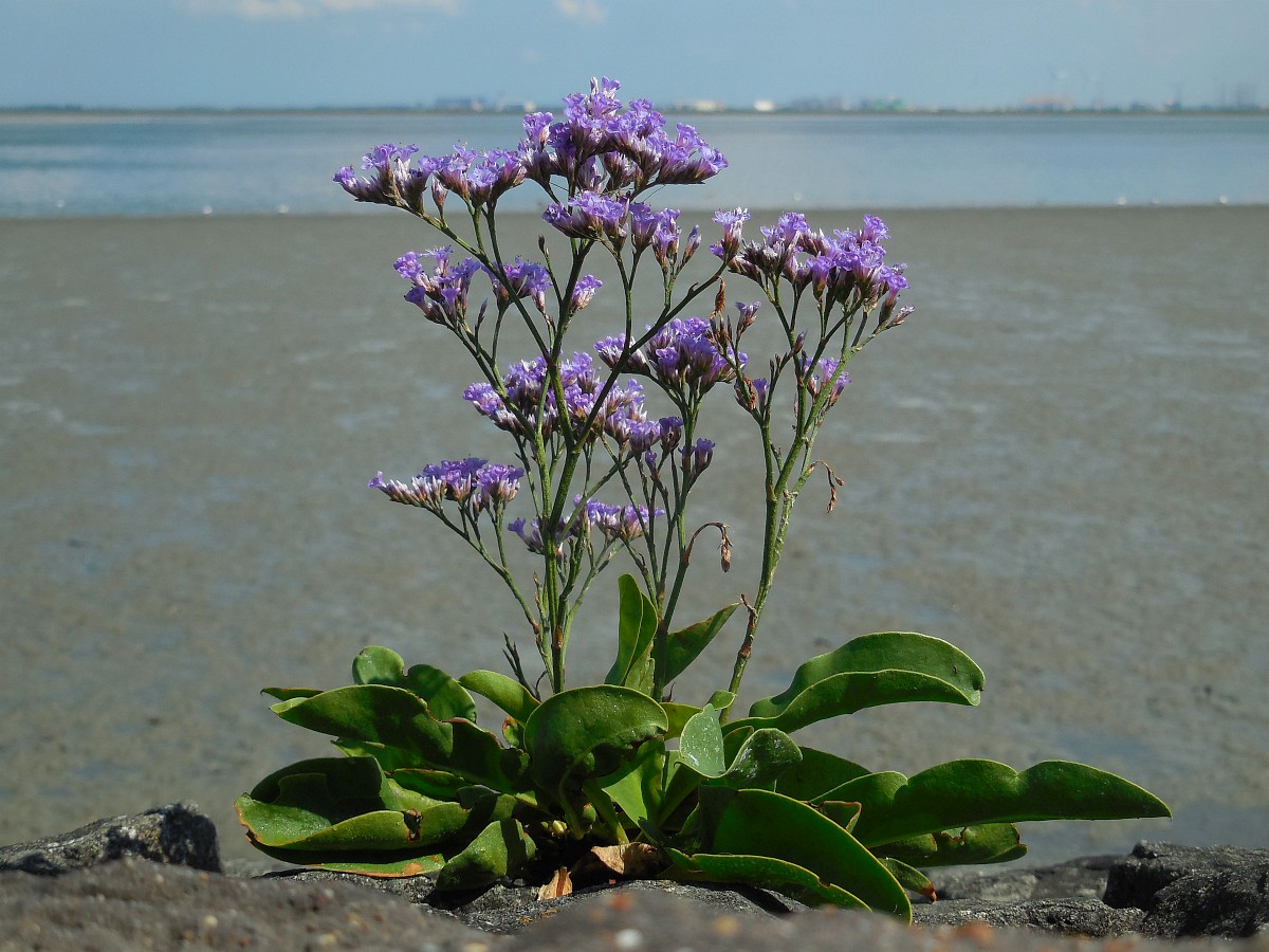 Limonium vulgare, Sealavender